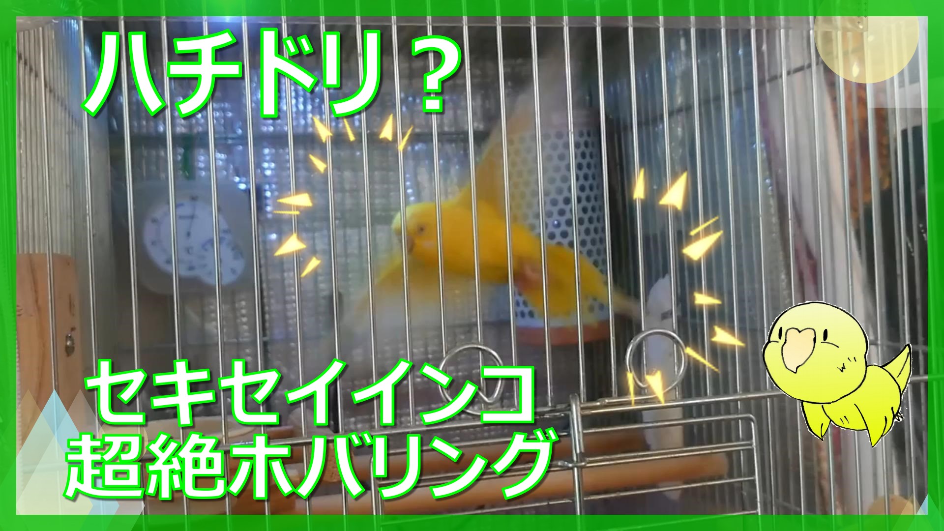 セキセイインコれもん超絶ホバリング インコともだち