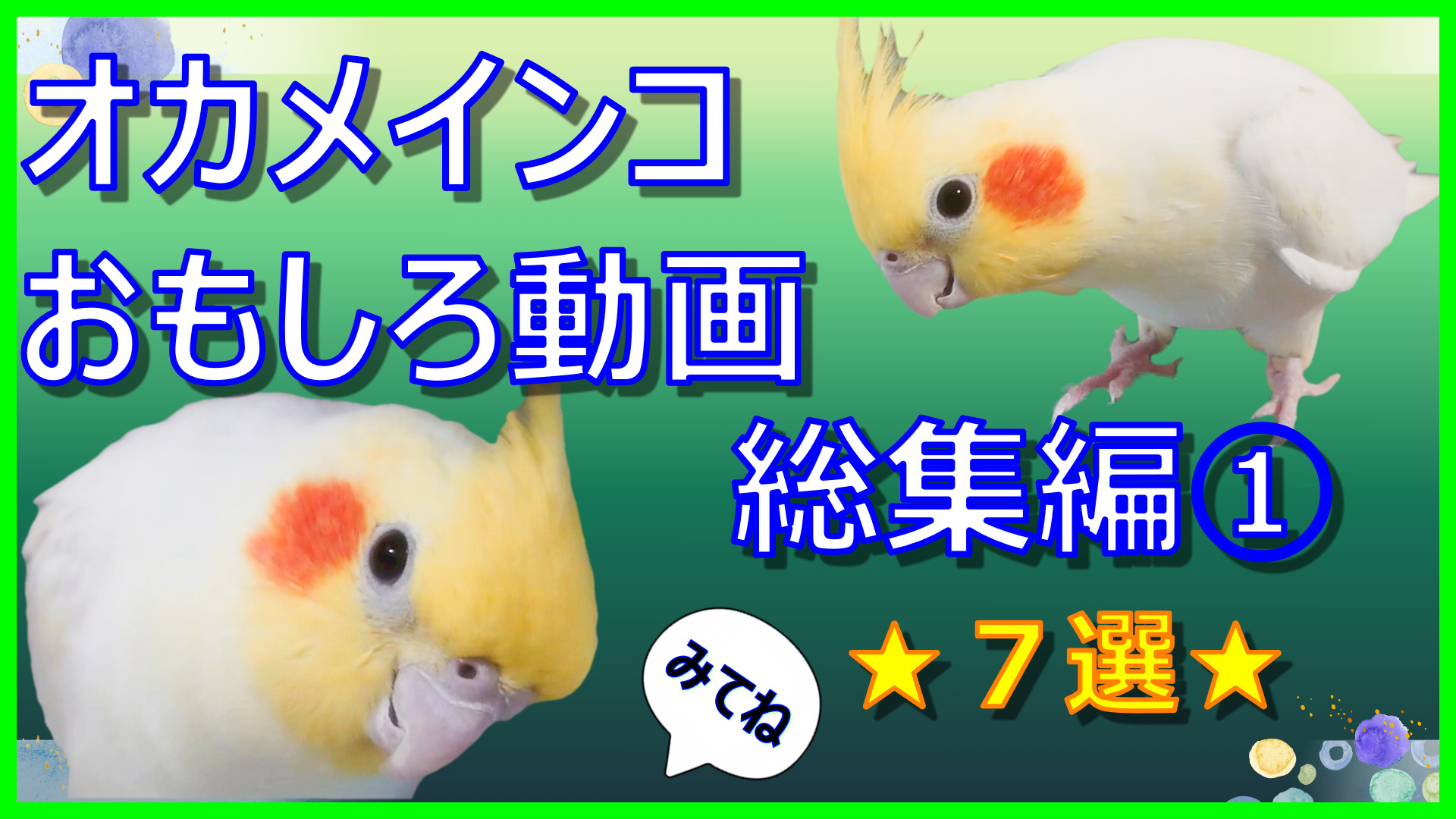 おもしろインコ動画 TOP | インコともだち