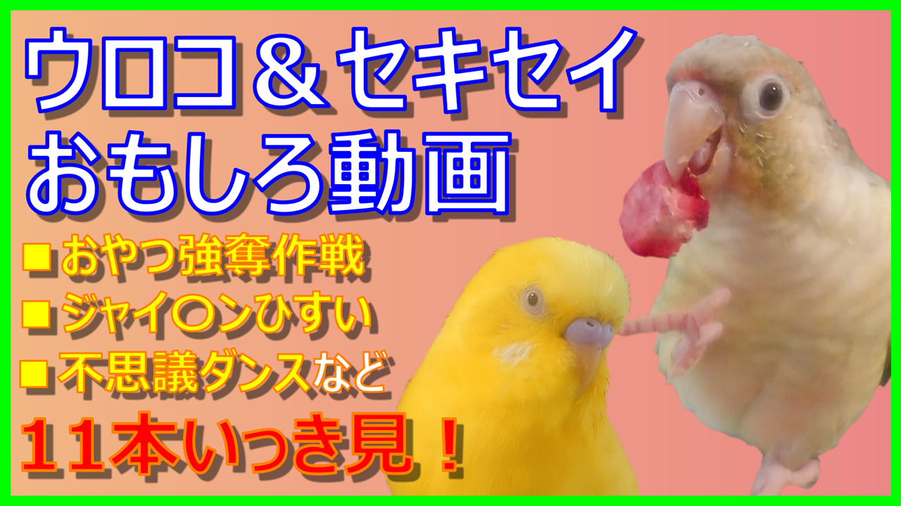 人気投稿いっき見 ウロコ セキセイ仲良しおもしろ動画11本 おやつ強奪作戦 他 インコともだち