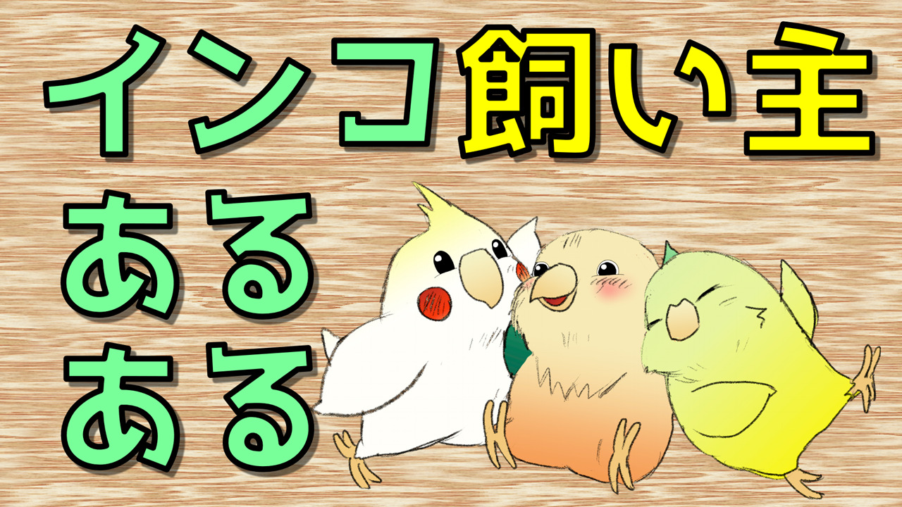 インコともだち インコのお役立ち情報 おもしろインコ情報 インコ飼育初心者お役立ちポイントなど まじめに楽しくインコ情報をお伝えするサイトです セキセイインコ ウロコインコ オカメインコが登場 まずは コンテンツ一覧 からどうぞ