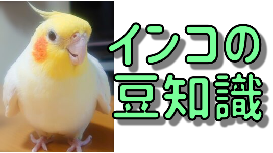 インコの豆知識のカテゴリー
