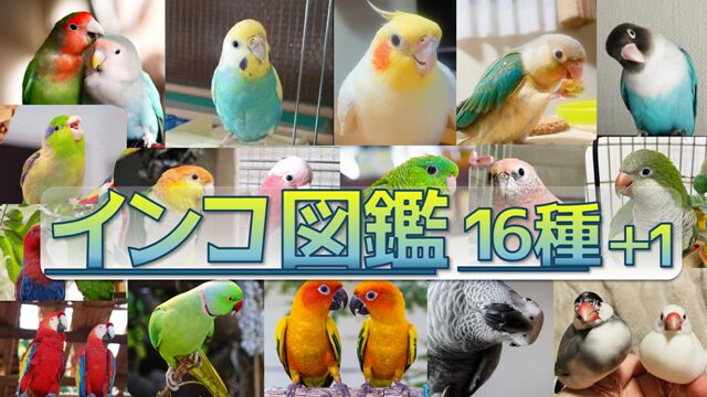 インコの種類 | インコともだち