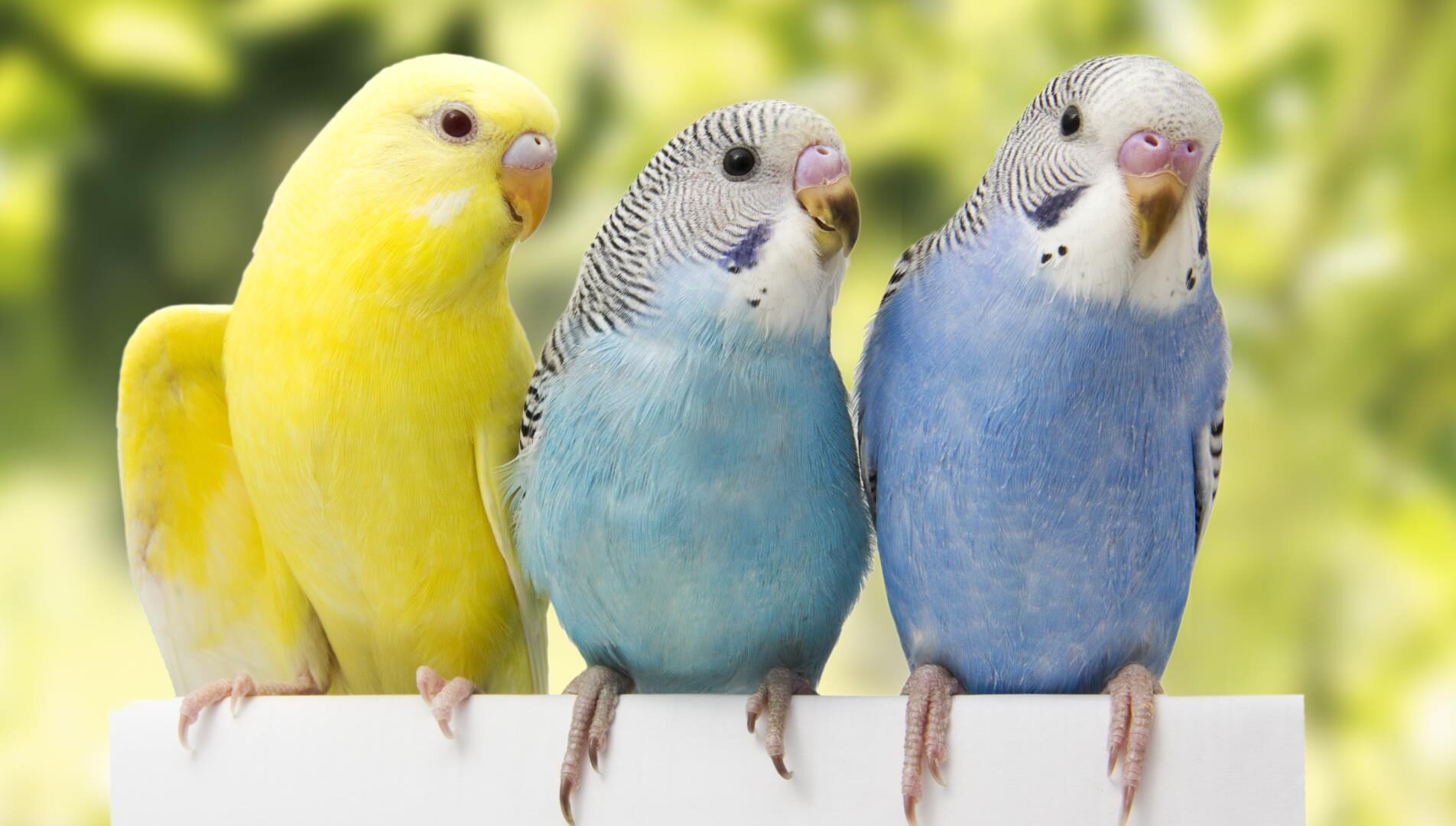 インコの種類 ルチノー特集 インコともだち 
