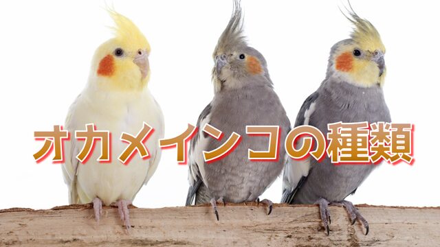 【正規品直輸入】 オカメインコの種類 | インコともだち クラフト・布製品