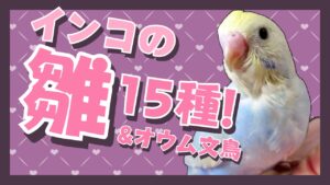 インコの雛 特集！ | インコともだち