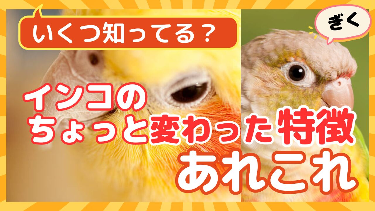 インコの種類別「ちょっと変わった特徴」あれこれ | インコともだち
